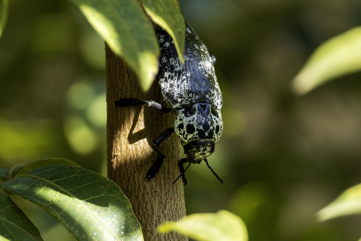 Златка чёрная. - Alexander Amromin