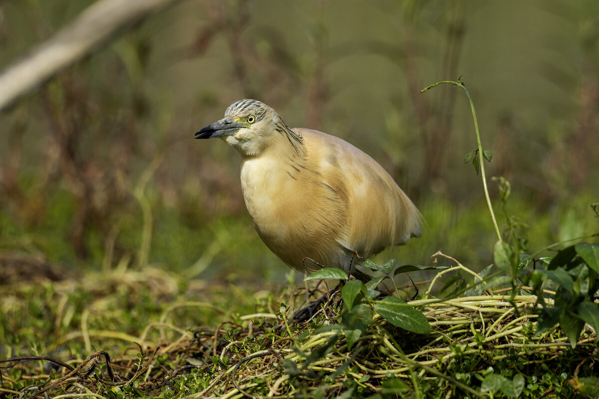 Жёлтая цапля. - Alexander Amromin Жёлтая цапля. - Alexander Amromin