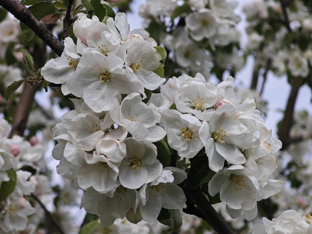 Яблоня - <<< Наташа >>> Яблоня - <<< Наташа >>>