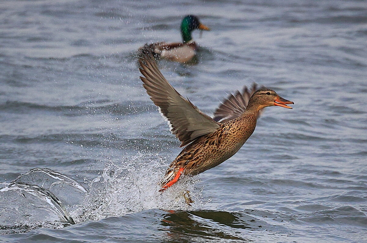 Взлёт! - Владилен Панченко Взлёт! - Владилен Панченко