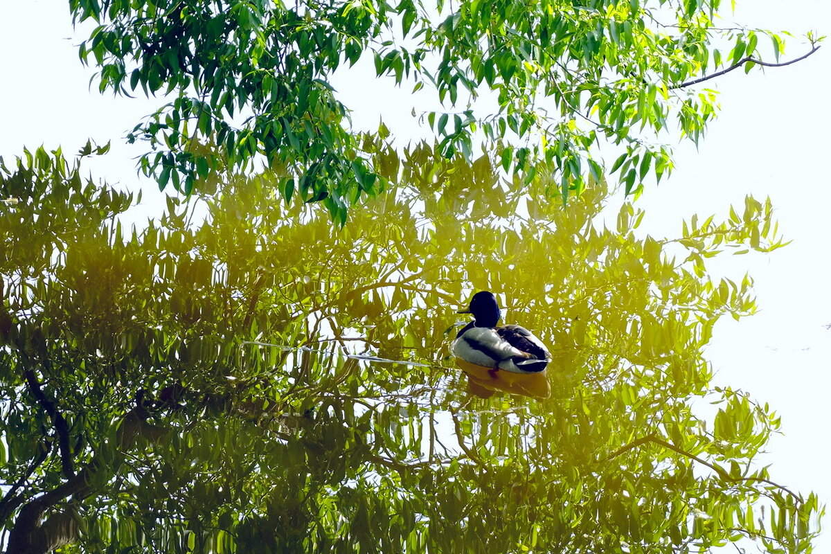 В тени - Фёдор Меркурьев В тени - Фёдор Меркурьев