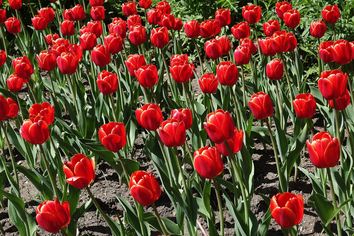 Тюльпаны - Рита Симонова