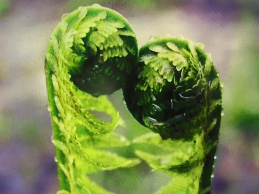 Милуются - Людмила Смородинская