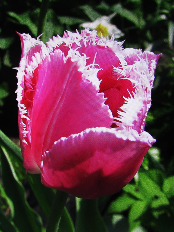 Красавчик - Людмила Смородинская