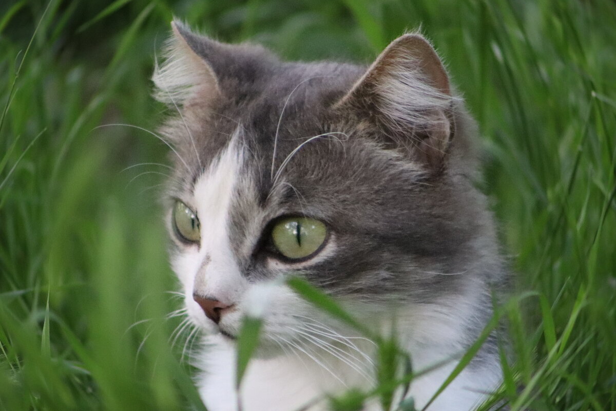 Аниме кот - Giant Tao /