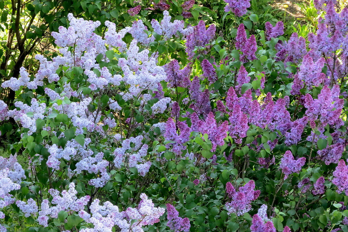 „Инь - Янь" - Сеня Белгородский „Инь - Янь" - Сеня Белгородский