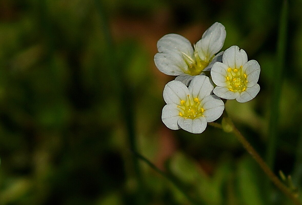 Камнеломка Арендса... - Николай Саржанов