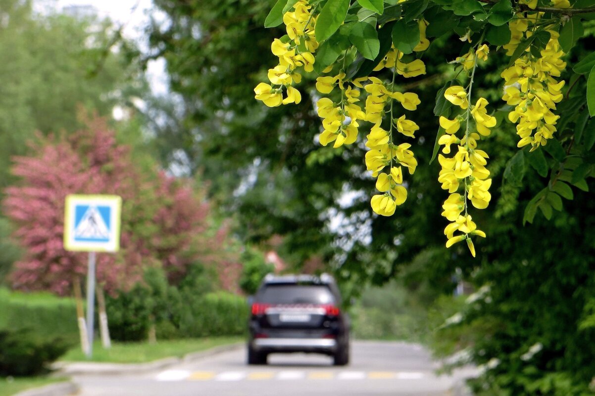 В цветении своём Весна прекрасна! - Татьяна Смоляниченко В цветении своём Весна прекрасна! - Татьяна Смоляниченко