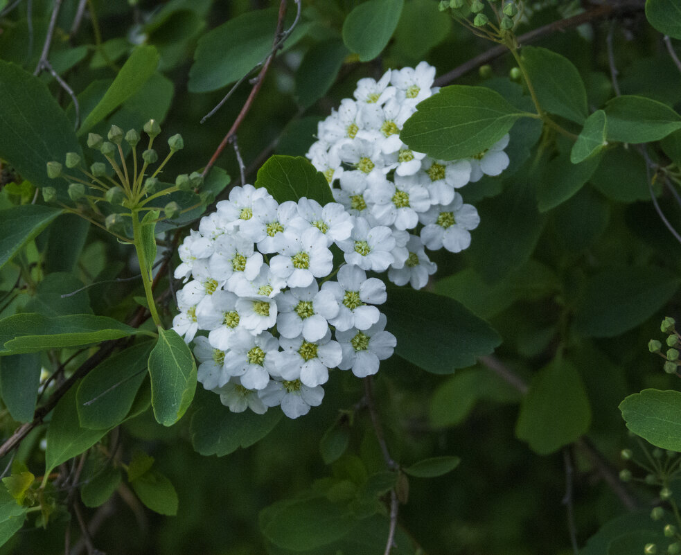 Спирея Вангутта - Валентин Семчишин Спирея Вангутта - Валентин Семчишин