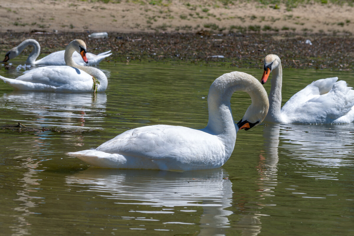 Лебеди - Игорь Сикорский