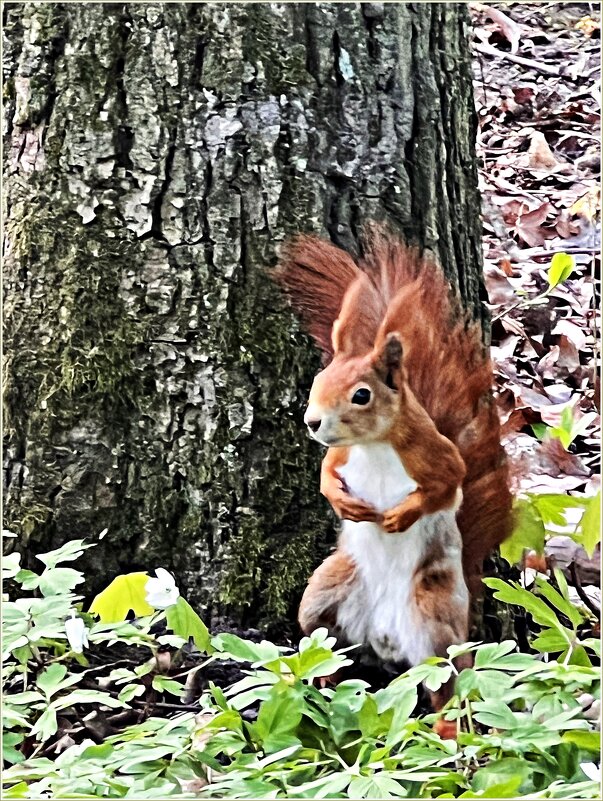 Шустрые белочки Ашманн-парка. - Валерия Комова Шустрые белочки Ашманн-парка. - Валерия Комова