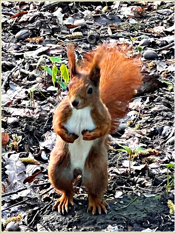 Шустрые белочки. - Валерия Комова Шустрые белочки. - Валерия Комова