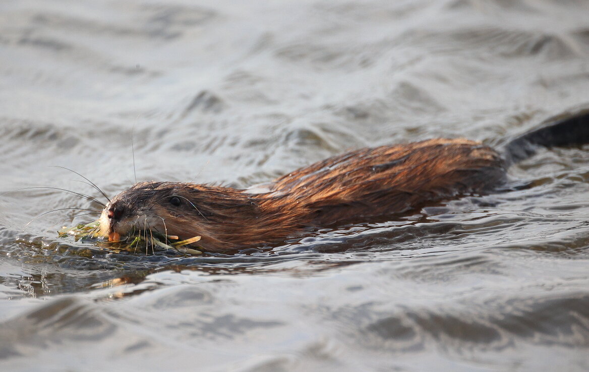 И тут из воды появилась... - Владилен Панченко