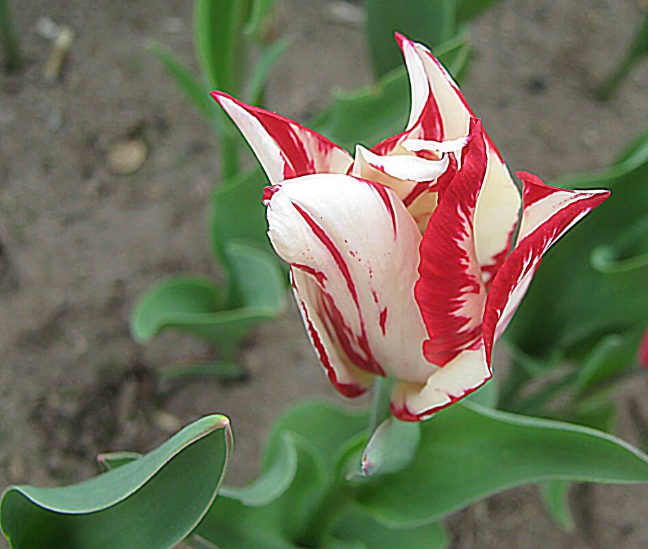 Тюльпан - Елена Семигина