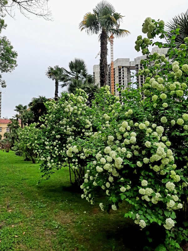 Калина Бульденеж - Tata Wolf Калина Бульденеж - Tata Wolf