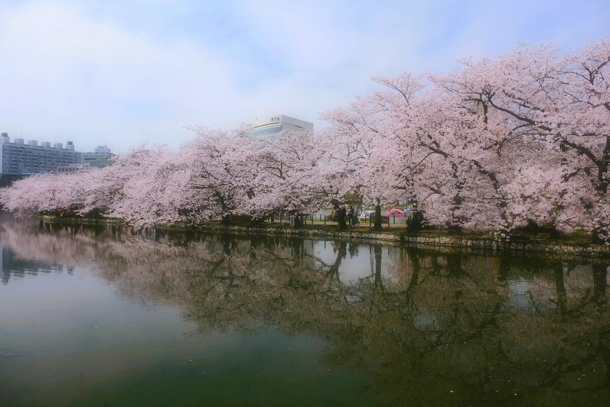 Парк Ueno Токио cакура у воды - Civetta ***