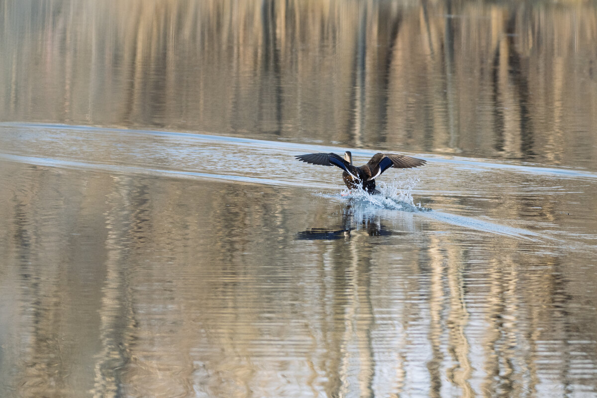 *** - Alexandr Khizhniak