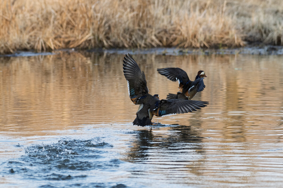 *** - Alexandr Khizhniak