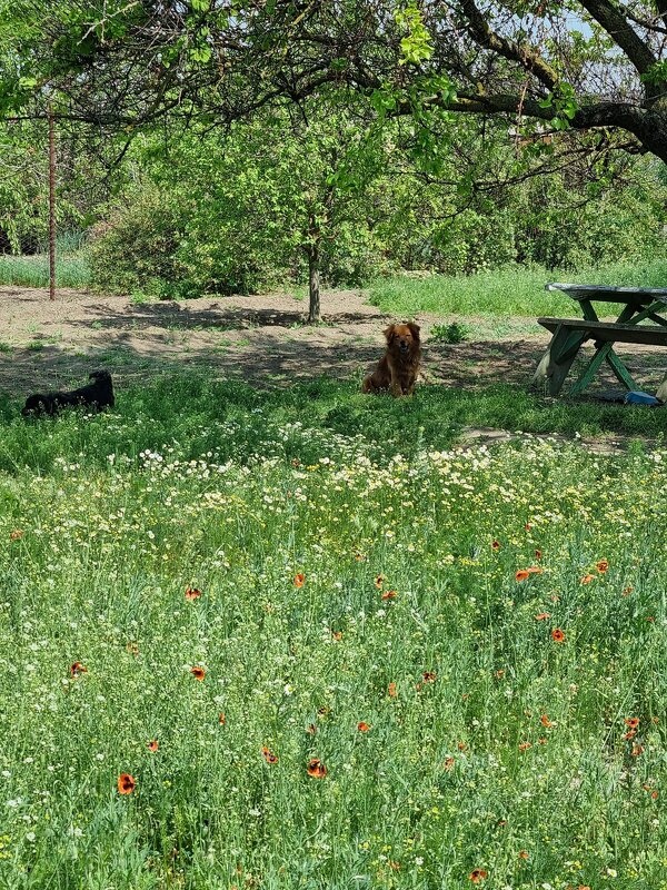 Цветочная полянка - Наталья 