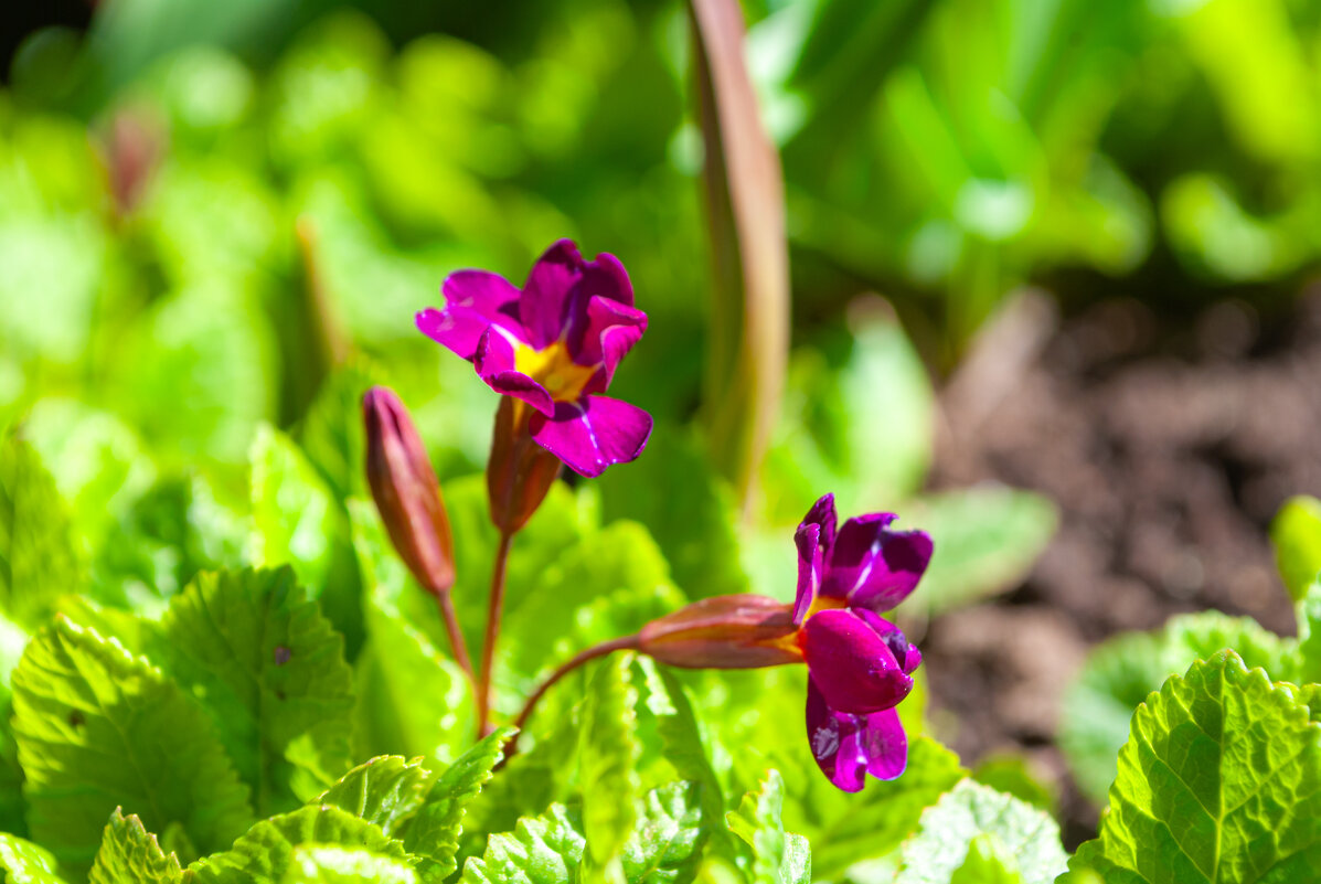Нежная примула - Анастасия Логинова Нежная примула - Анастасия Логинова