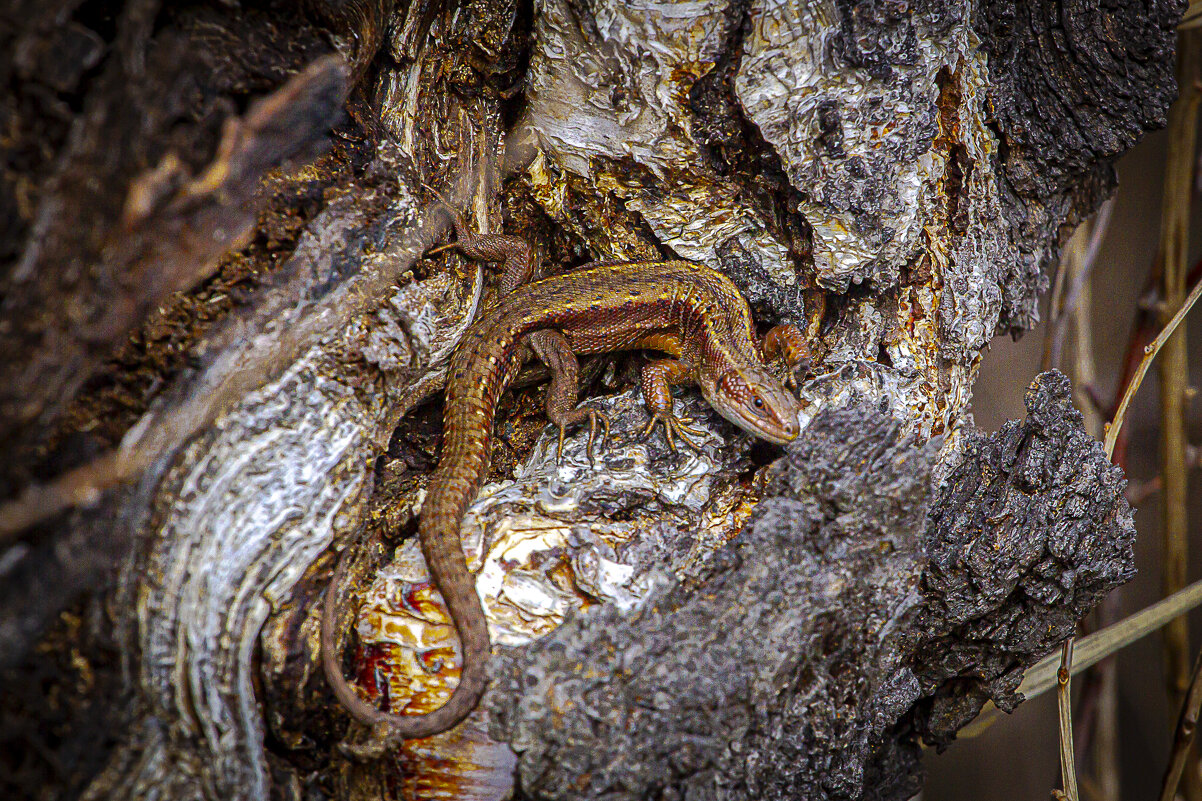 Маскировка. - Георгий 