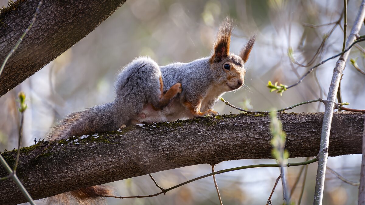 Белка обыкновенная. - Вадим Басов Белка обыкновенная. - Вадим Басов