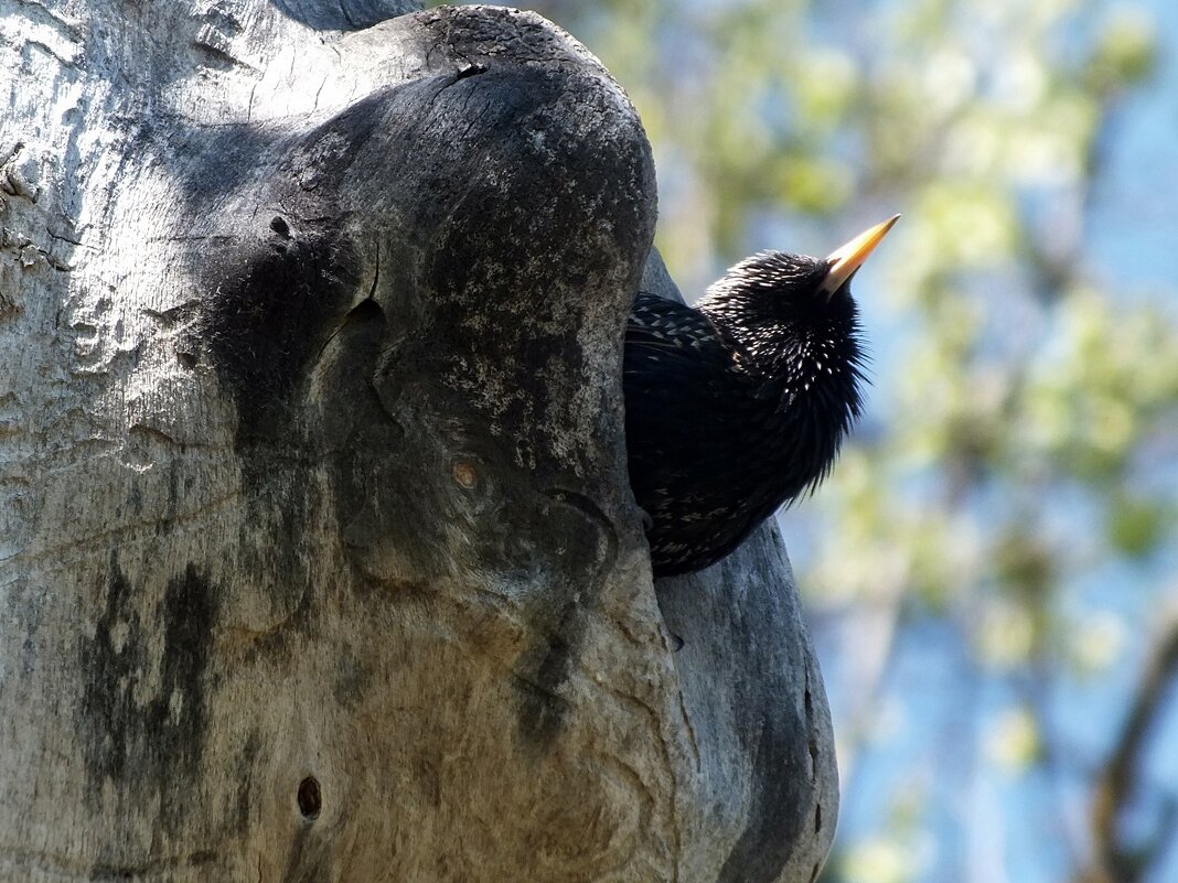 Скворушка - Зоя Мишина