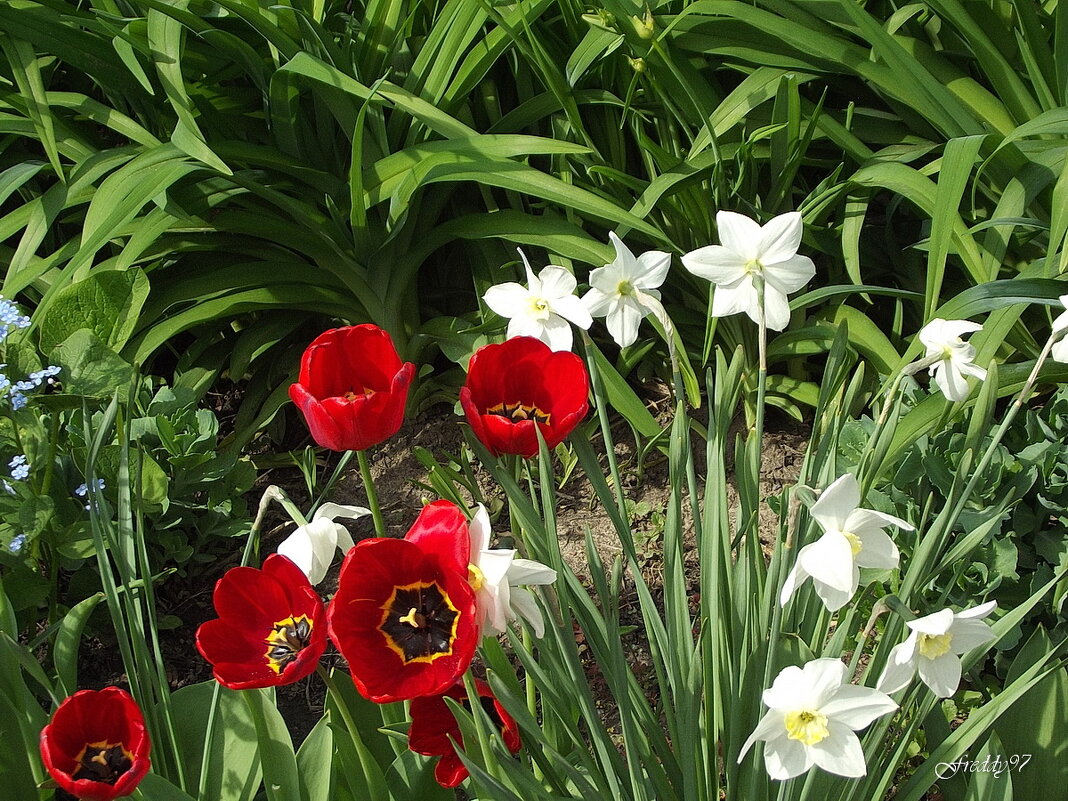 Праздничные цветы - Freddy 97 Праздничные цветы - Freddy 97