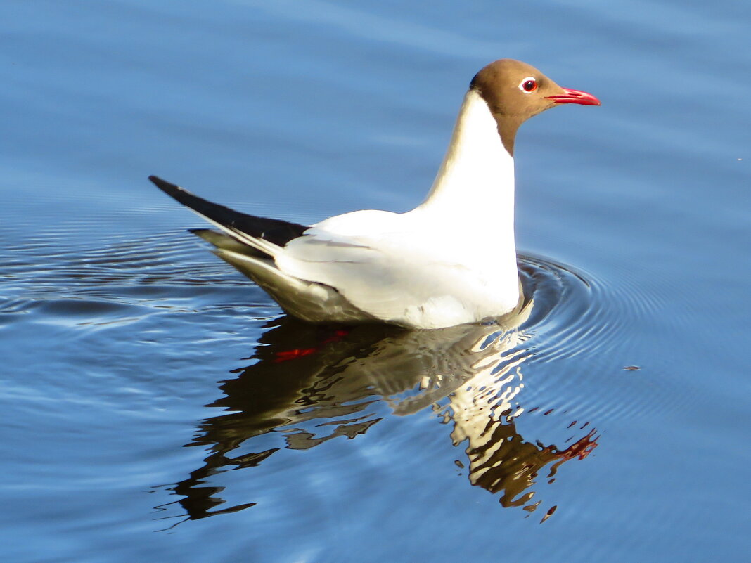 Речная чайка - Андрей Снегерёв