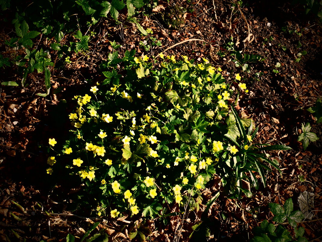 Весенние зарисовки 116 - Алексей Кузнецов