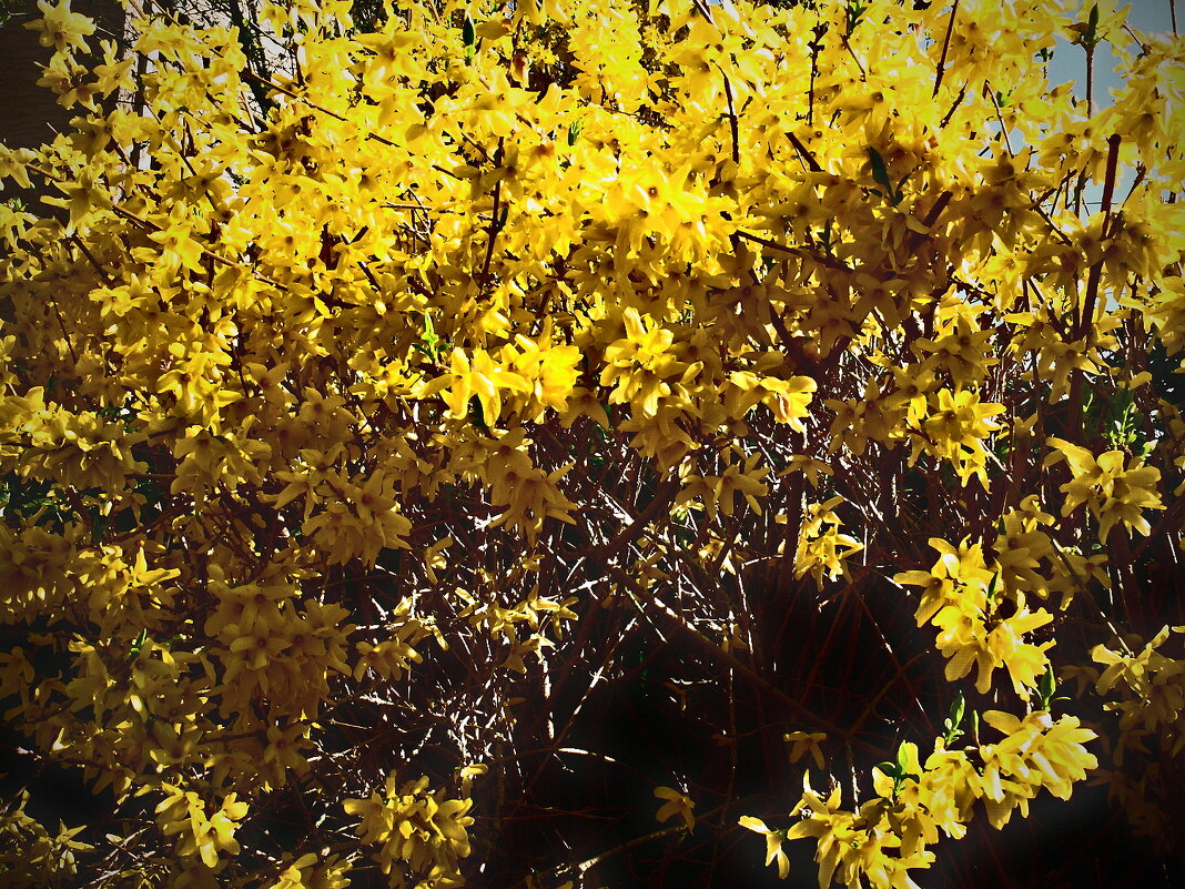 Весенние зарисовки 119 - Алексей Кузнецов