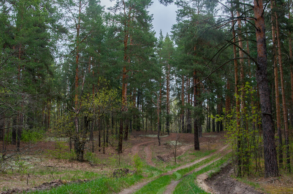 ... - Владимир Новиков