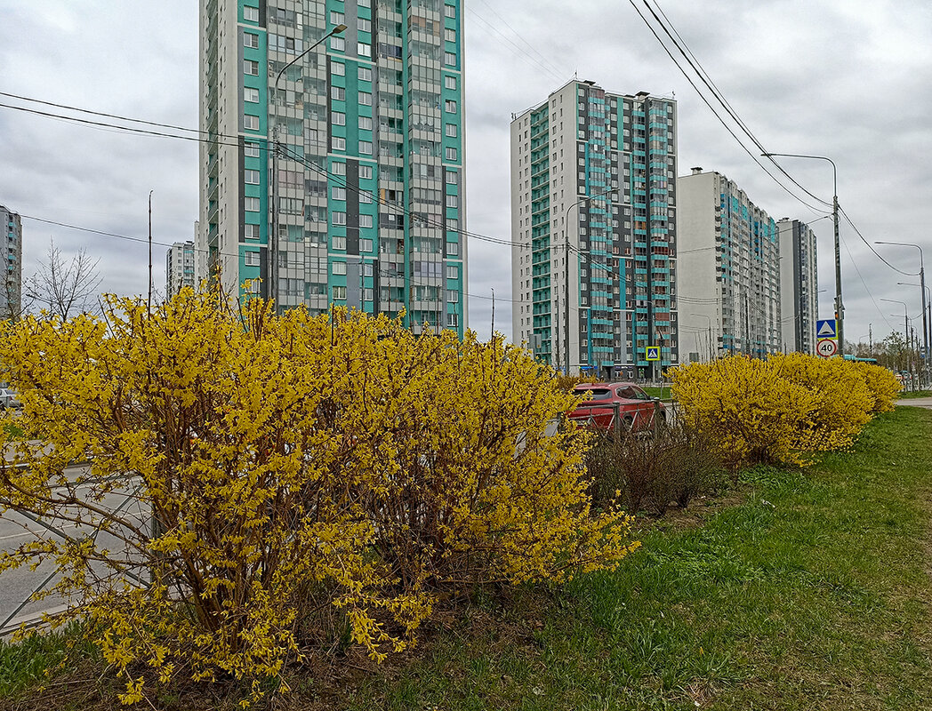 В Петербурге цветёт форзиция. - Лилия * В Петербурге цветёт форзиция. - Лилия *
