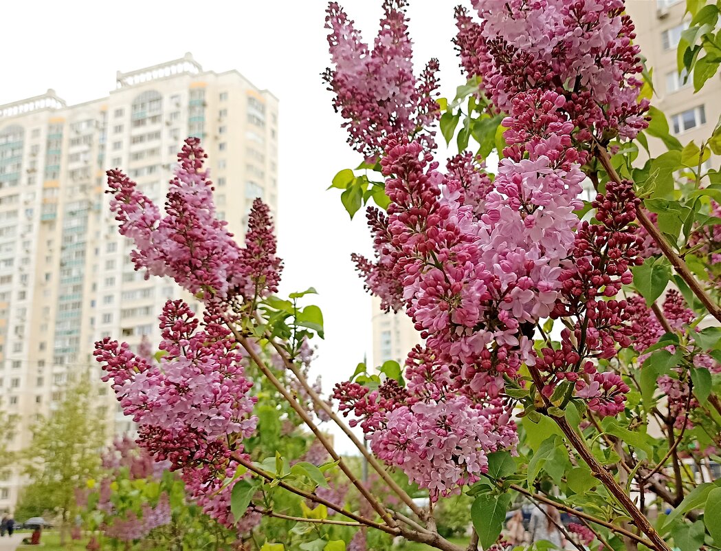 Сирень у дома - Татьяна Тюменка Сирень у дома - Татьяна Тюменка