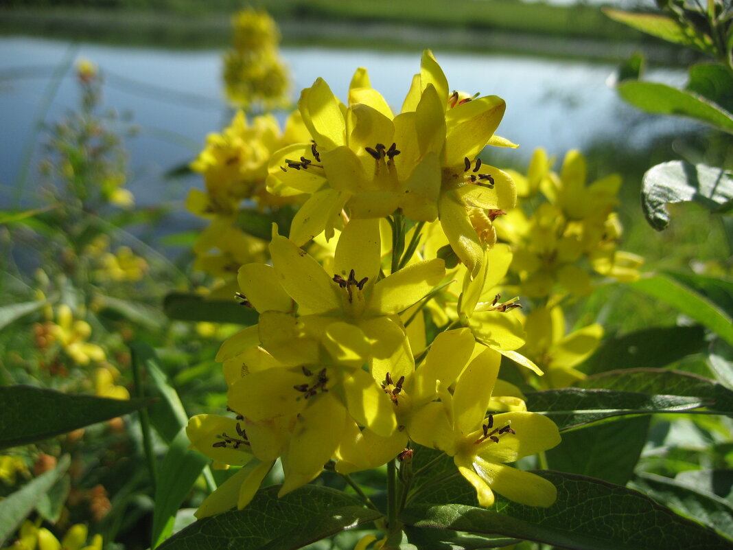 Вербейник - Anna Ivanova Вербейник - Anna Ivanova