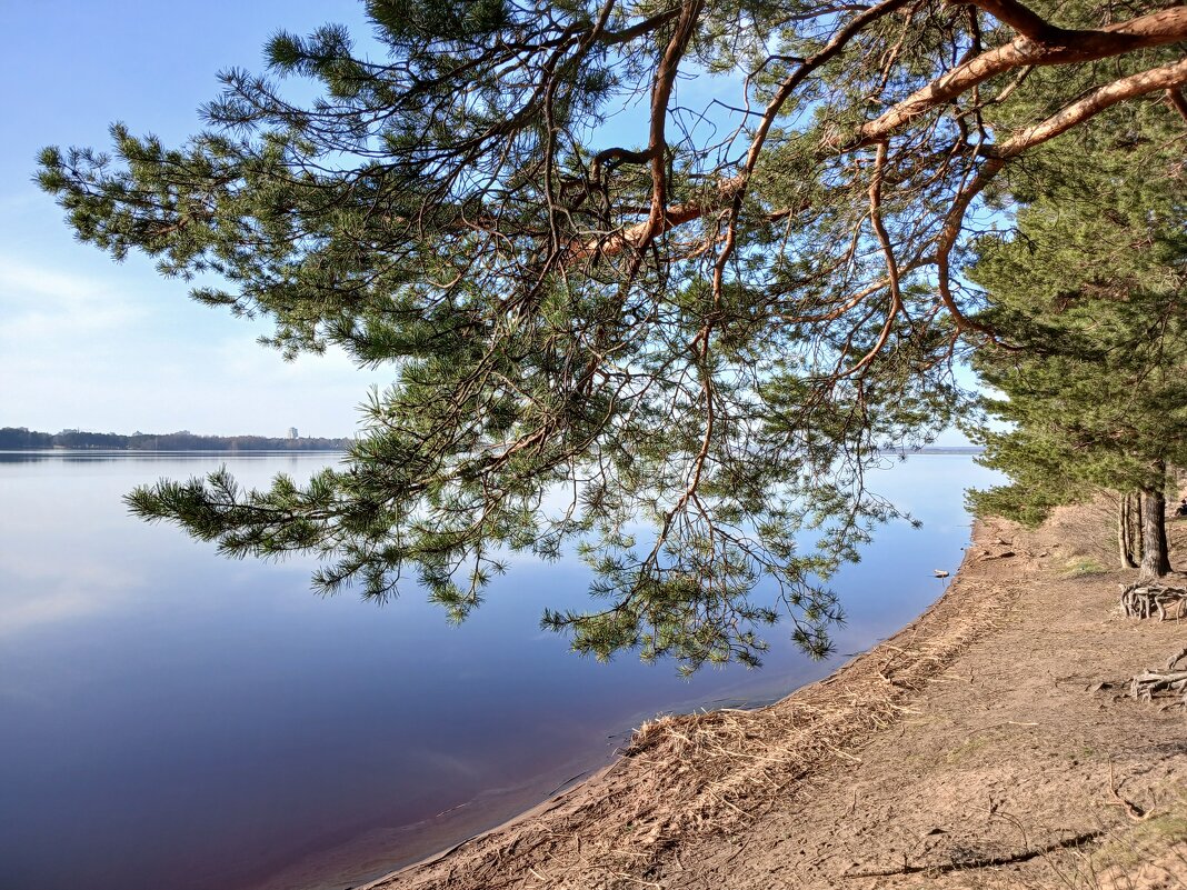 Сосна на берегу озера. - Лия ☼ Сосна на берегу озера. - Лия ☼