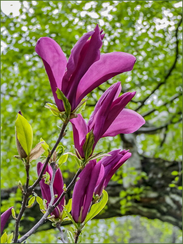Цветение магнолии - Наталья Rosenwasser Цветение магнолии - Наталья Rosenwasser