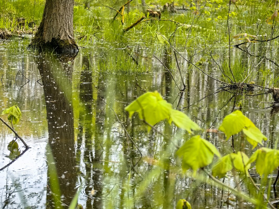 Девственный лес - Светлана 13.06. Девственный лес - Светлана 13.06.