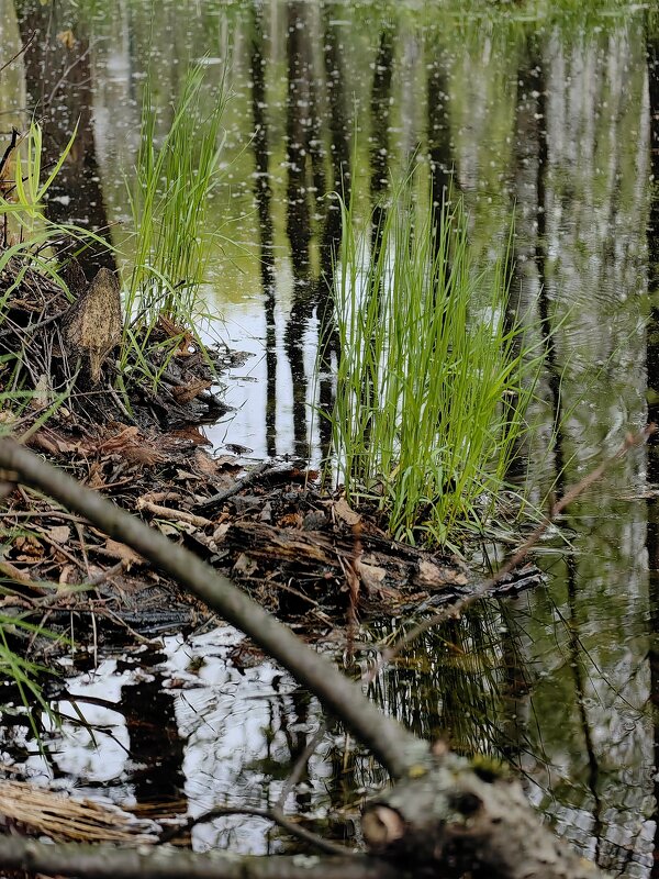 Девственный лес - Светлана 13.06. Девственный лес - Светлана 13.06.