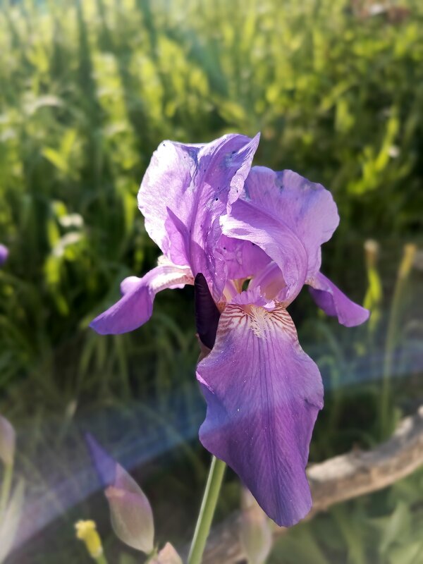 Первые ирисы - Татьяна Пальчикова