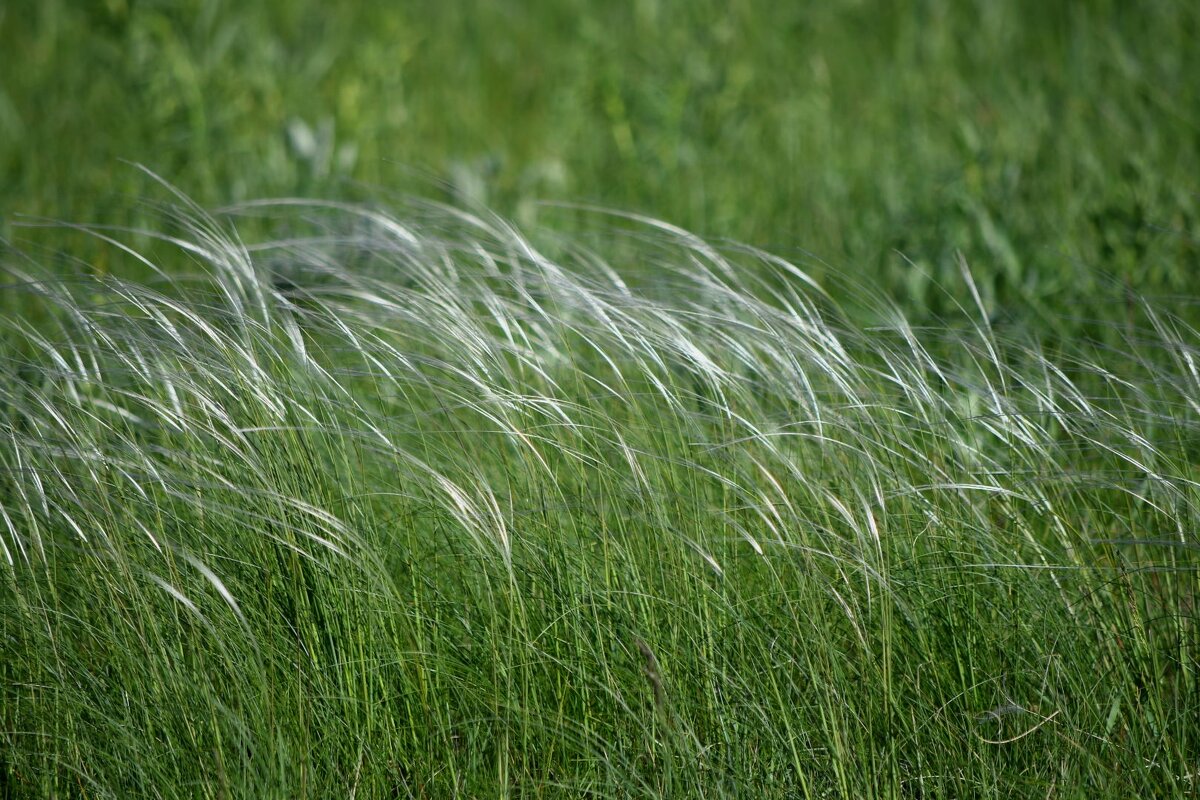 "Вышел в степь Донецкую парень молодой..." - Татьяна Евдокимова