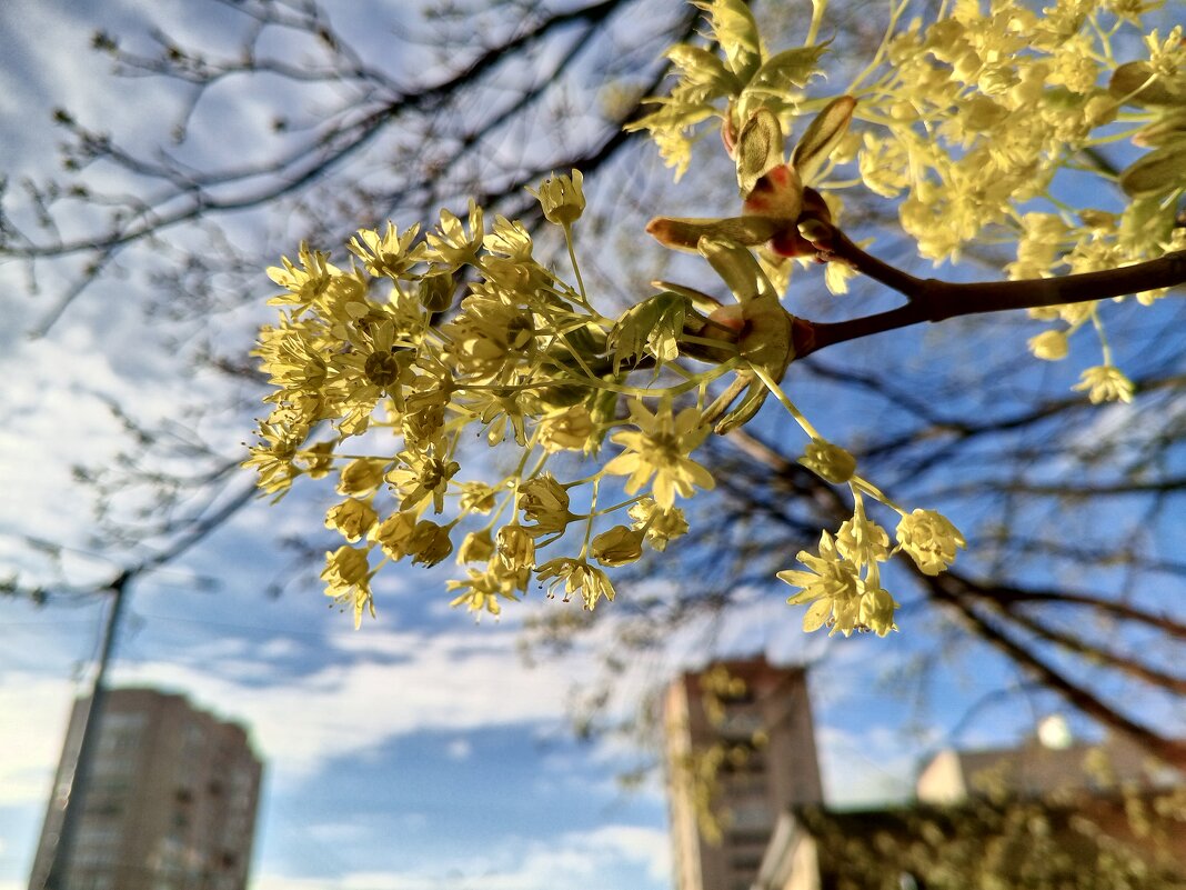 Клён - Сапсан 