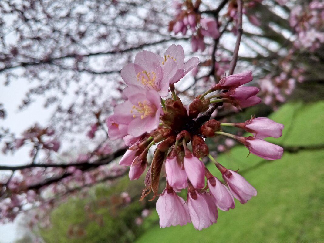 Сакура - Сапсан 