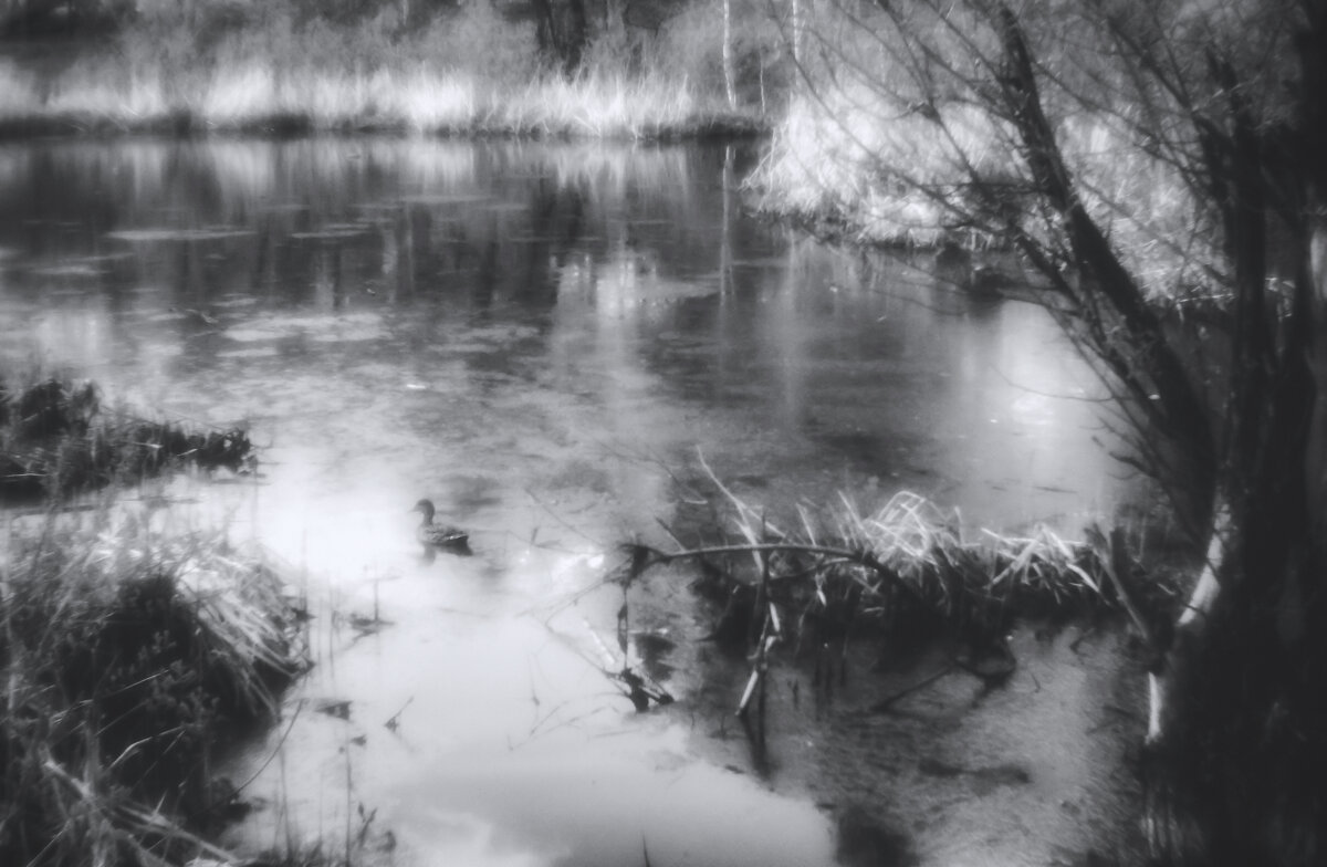 На пруду (чб) - Сергей Царёв На пруду (чб) - Сергей Царёв