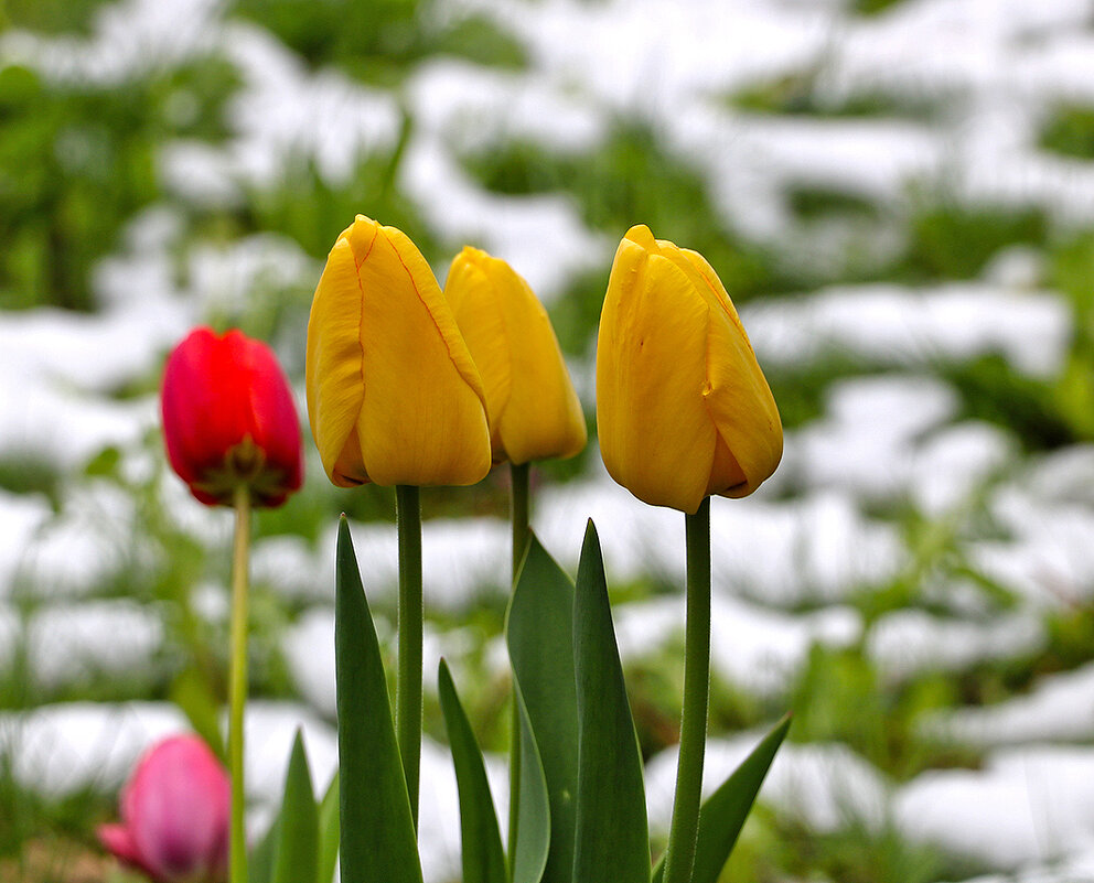 Торжество весны над стихией! - Светлана 