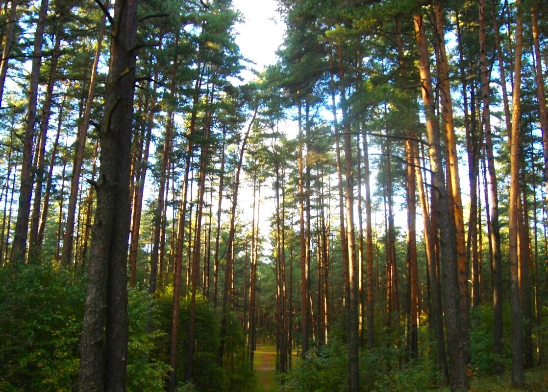 лес - марта Камушкина