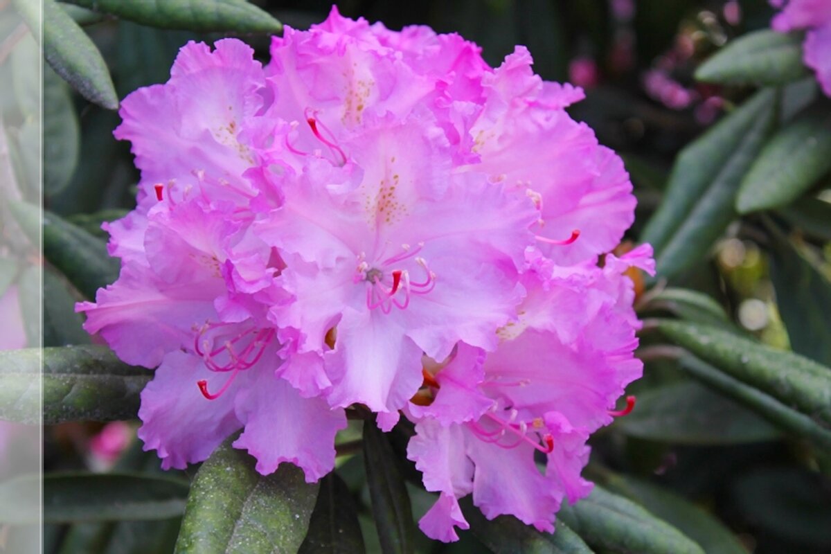 цветы - марта Камушкина цветы - марта Камушкина