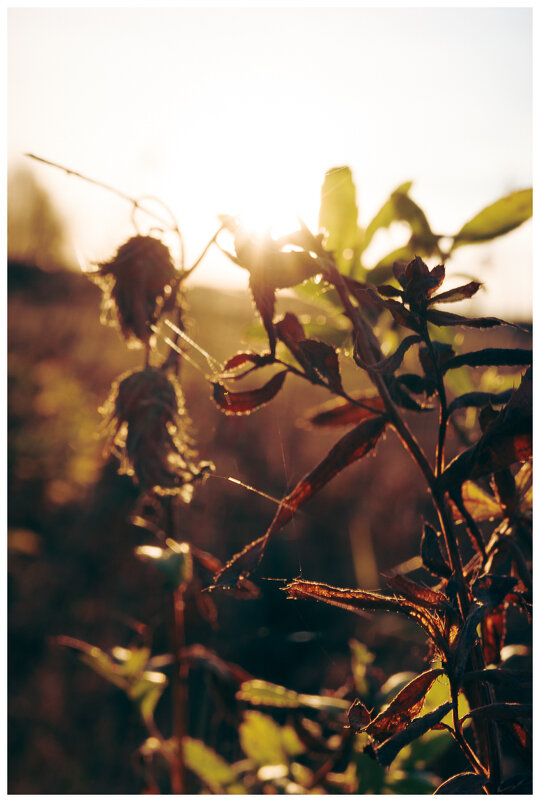 *** - someone somewere