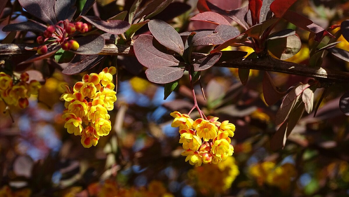 Цветёт барбарис в городе - Милешкин Владимир Алексеевич Цветёт барбарис в городе - Милешкин Владимир Алексеевич