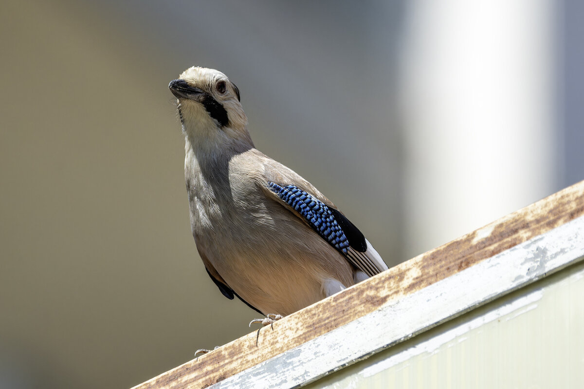 Сойка. - Alexander Amromin